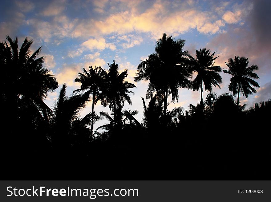 Coconut trees silhouette against the blue sky. Coconut trees silhouette against the blue sky