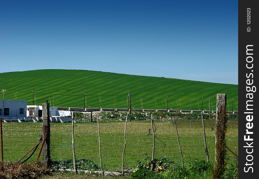 Green field.  Landscape green grass whit blue sky