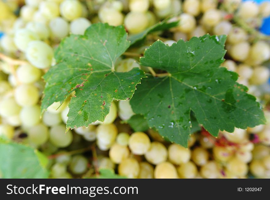 Close up of white grape and leafs