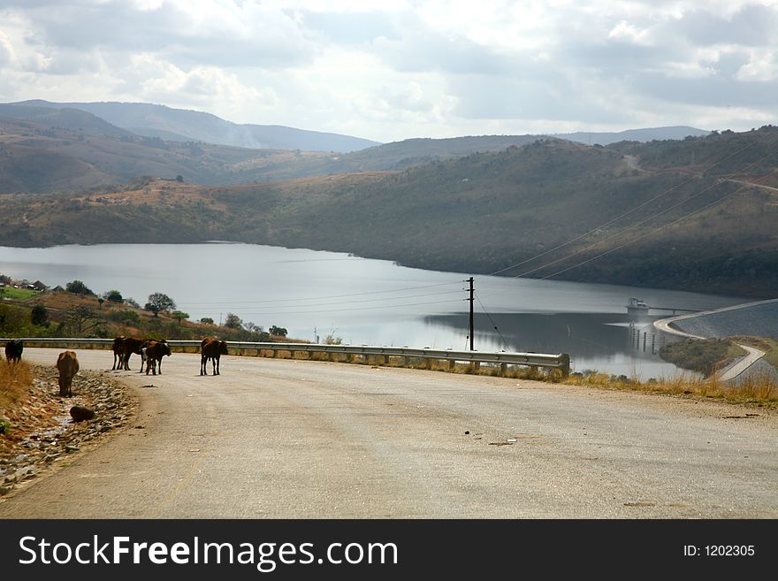 Cows walking on road with lake in background. Cows walking on road with lake in background.