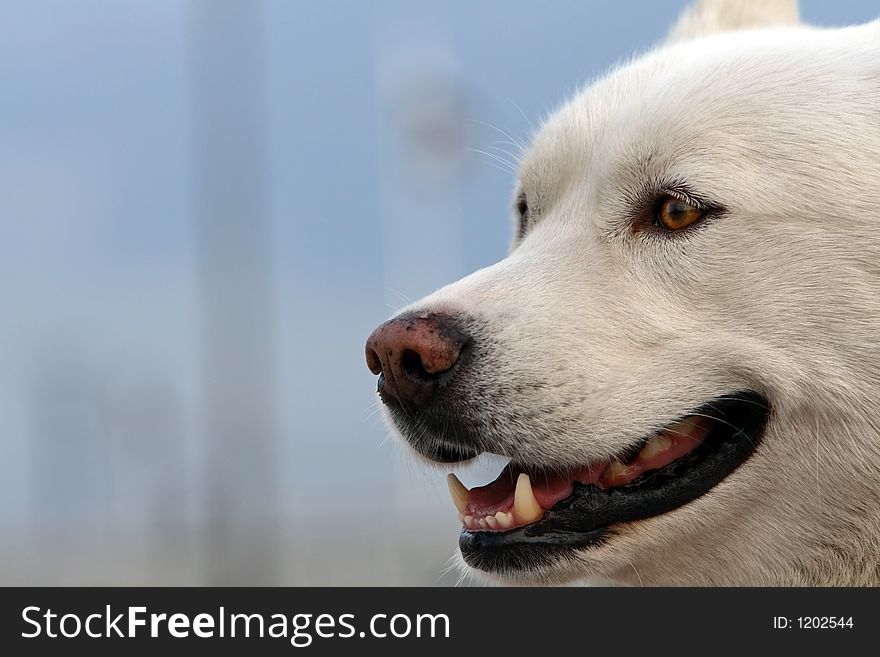 Portrait of the white-haired husky