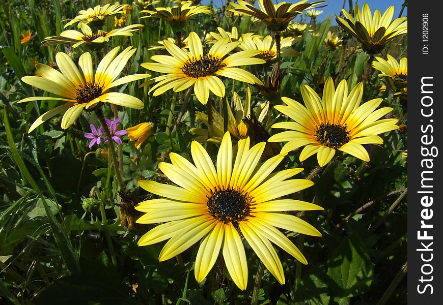 Yellow daisy flowers in spring