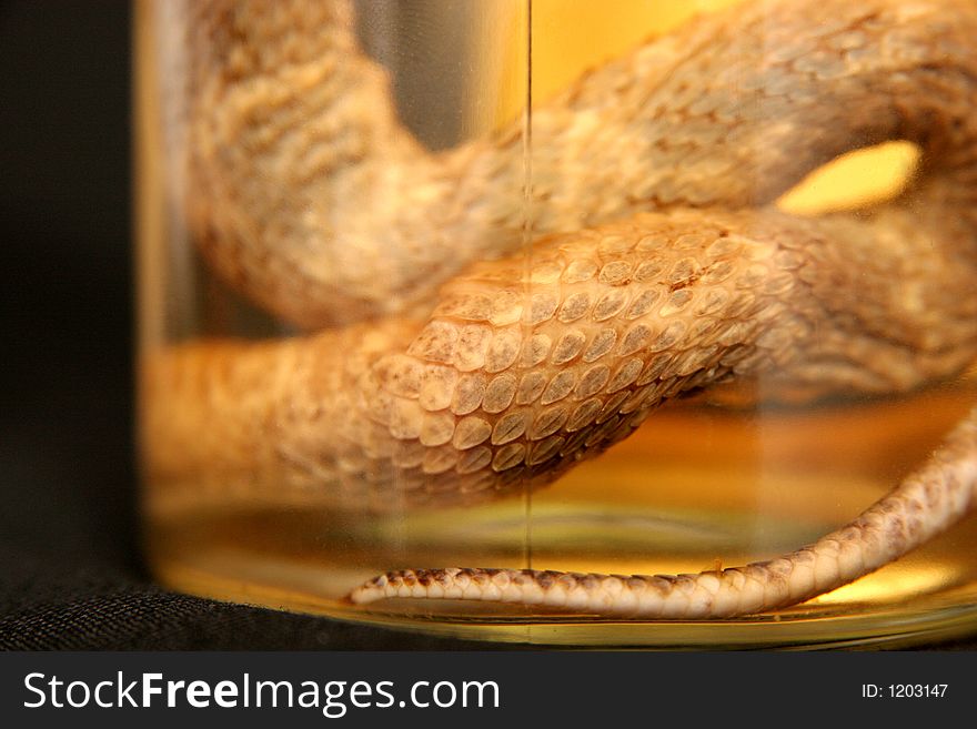 Brandy of snake in closeup, drench