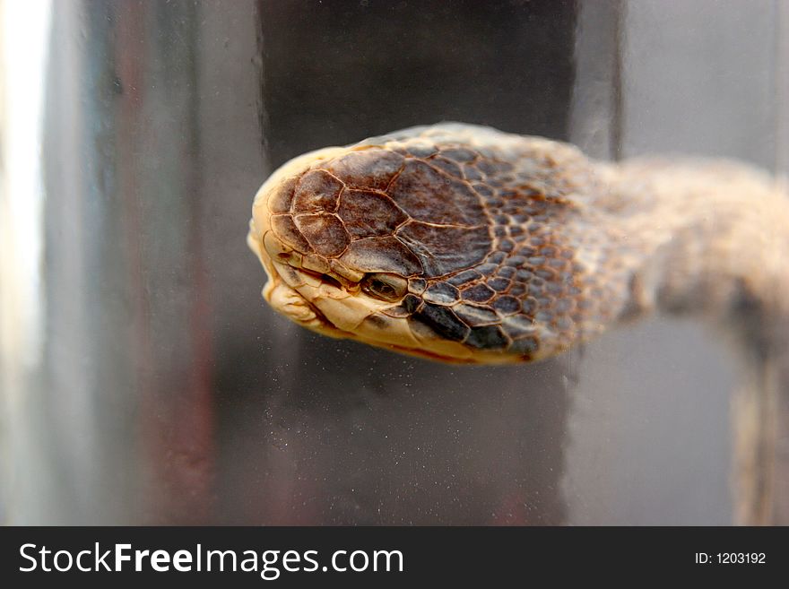 Brandy of snake(vipera berus), drench