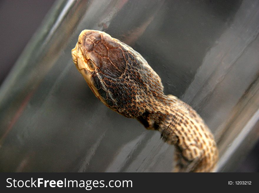 Brandy of snake(vipera berus), drench