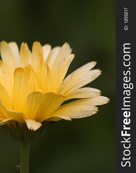 Marigold bedewed in the morning. Marigold bedewed in the morning