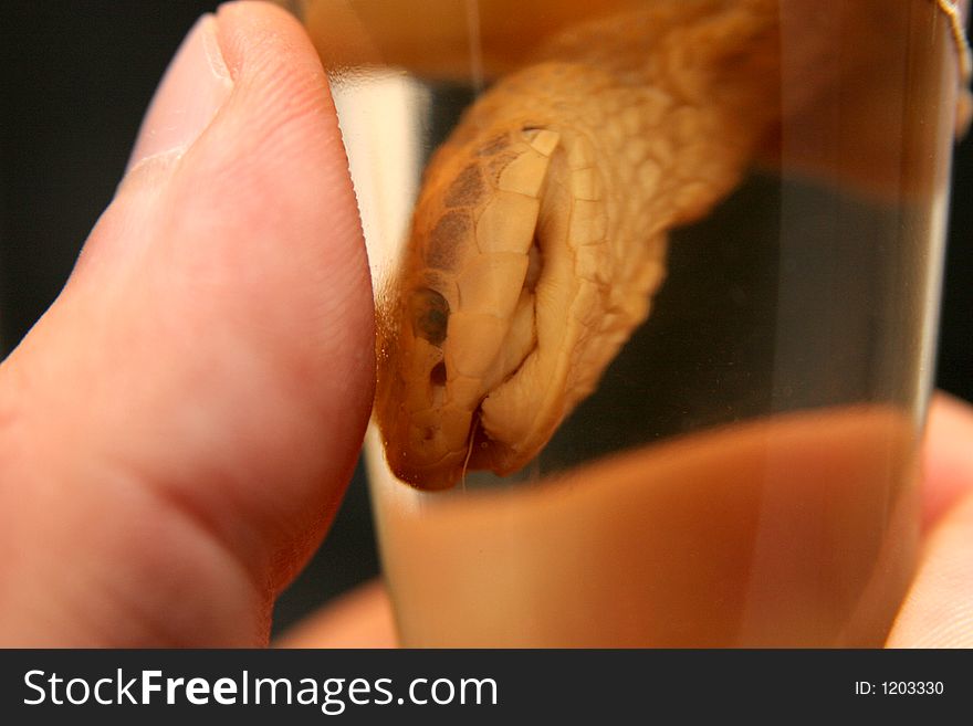 Brandy of snake in closeup, drench