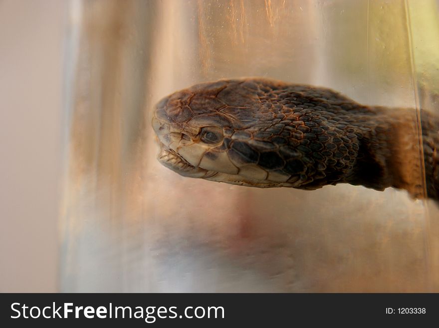 Brandy of snake(vipera berus), drench