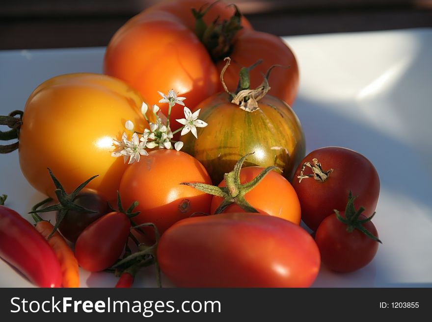 Variety of tomatoes on a plate in the evening sun, small depth of field. Variety of tomatoes on a plate in the evening sun, small depth of field
