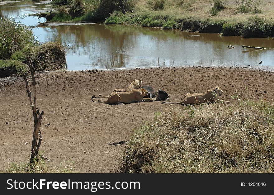 Lion kill in Africa at the watering hole. Lion kill in Africa at the watering hole