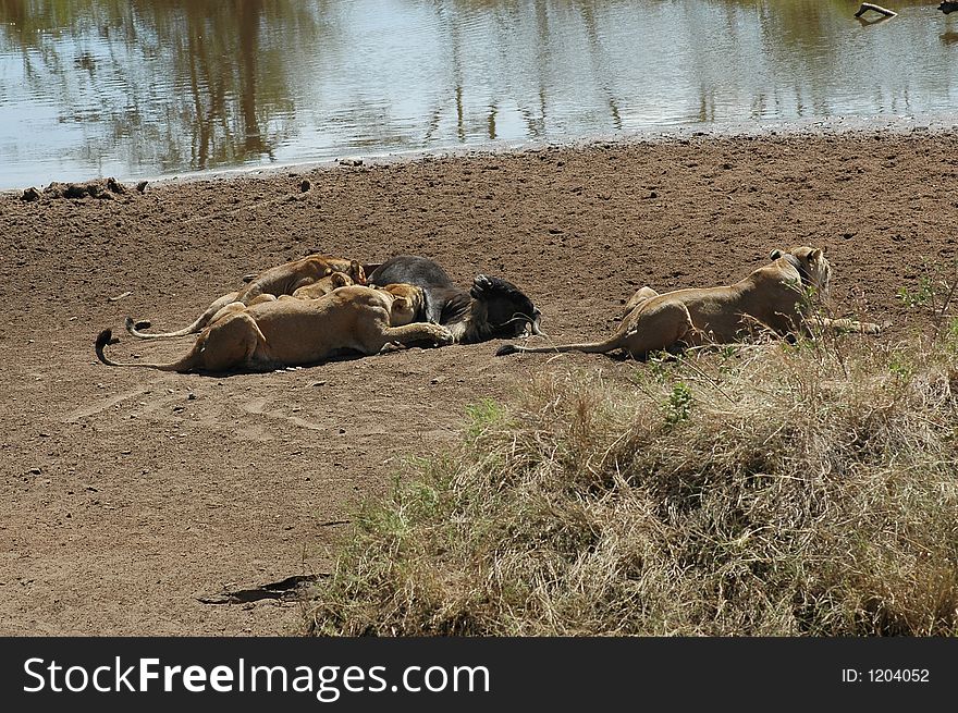 Lion kill in Africa at the watering hole. Lion kill in Africa at the watering hole