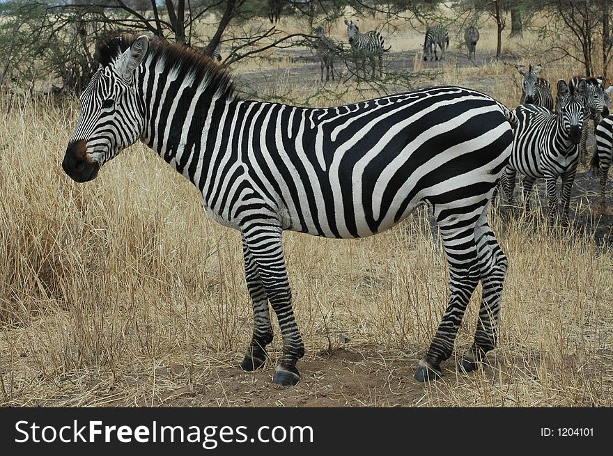 A Zebra in Tanzania, Africa