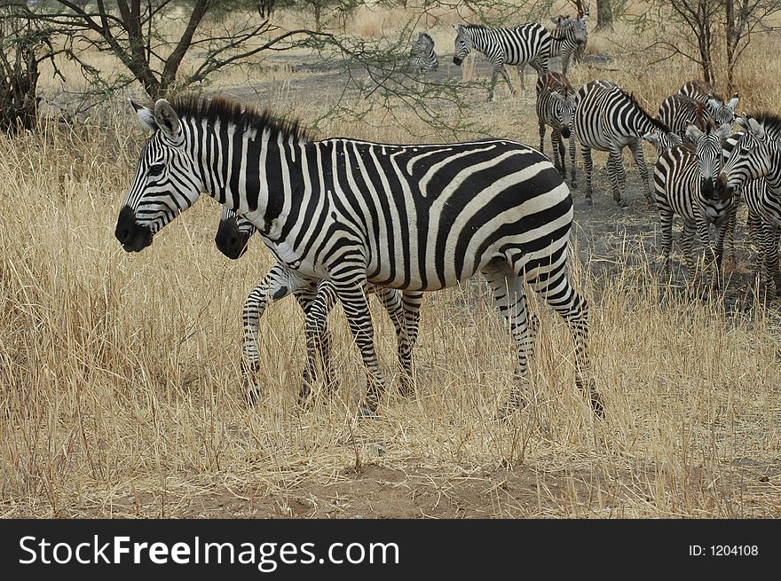 A Zebra in Tanzania, Africa