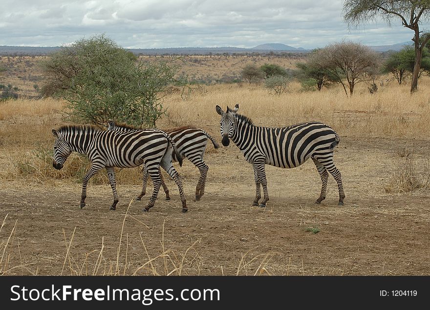 Zebra Herd in Tanzania, Africa. Zebra Herd in Tanzania, Africa