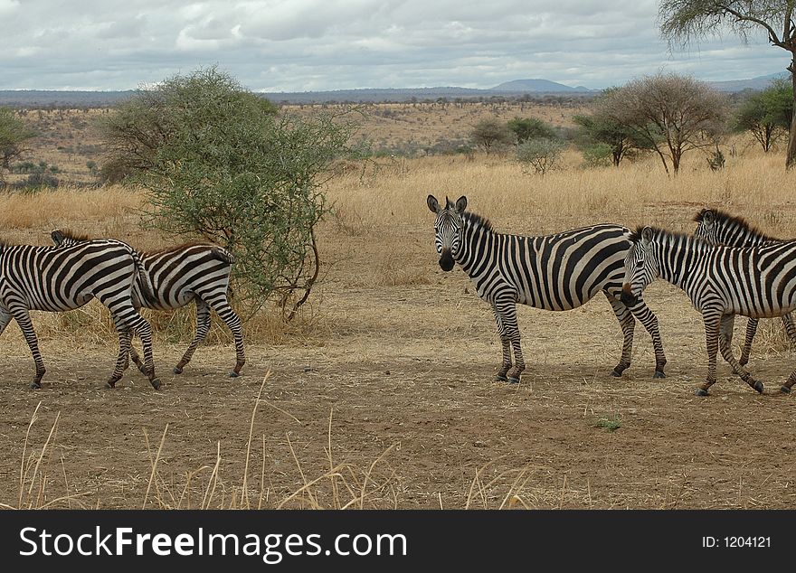 Zebra In Tanzania