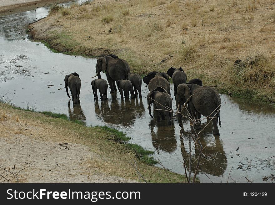 Herd of Elephant in Tanzania. Herd of Elephant in Tanzania