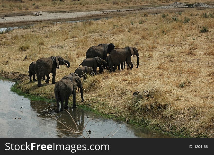 Herd of Elephant in Tanzania. Herd of Elephant in Tanzania
