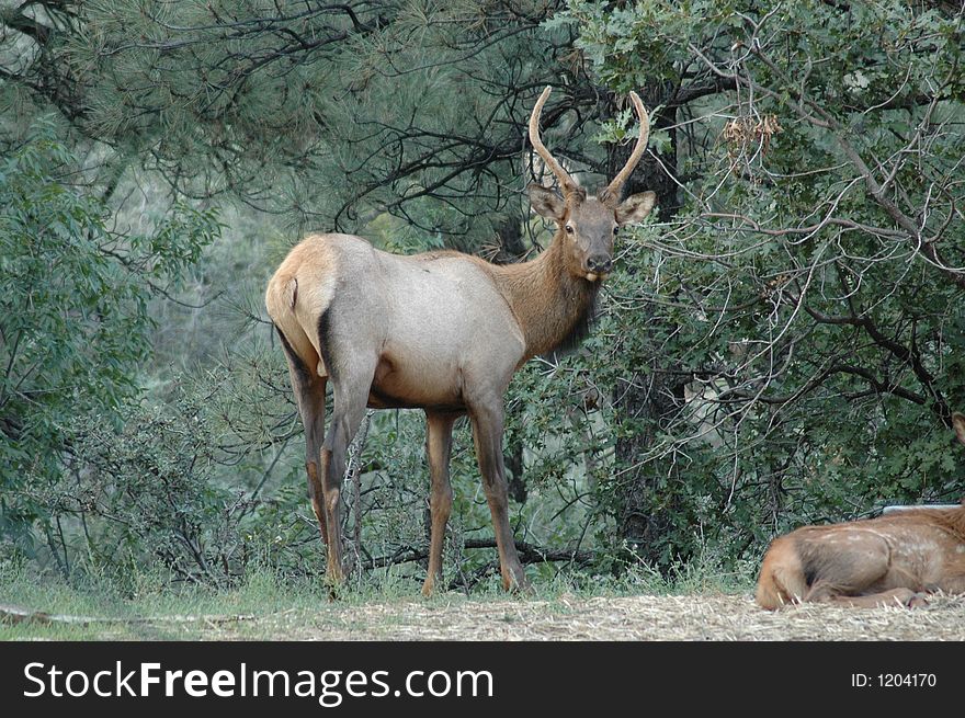 Bull Elk in the mountains next to a baby elk. Bull Elk in the mountains next to a baby elk
