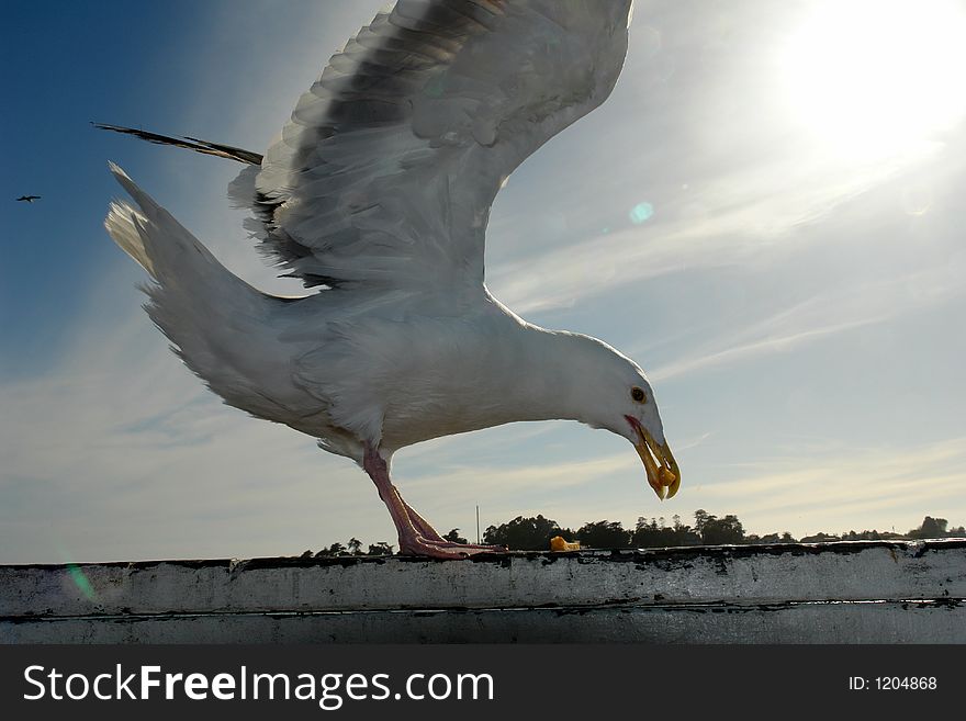 Seagull with wings spread out