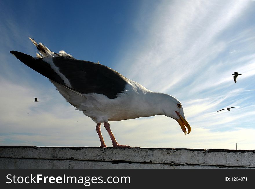 Daring seagull against beautiful sky