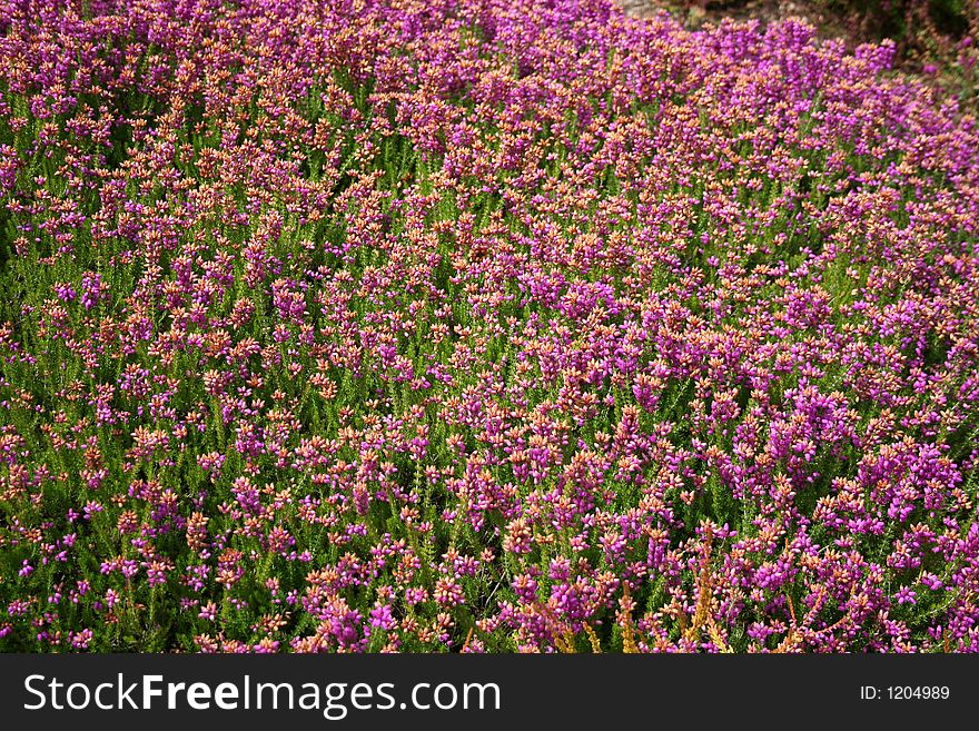 Fields of pink and purple flowers span the hillside. Fields of pink and purple flowers span the hillside
