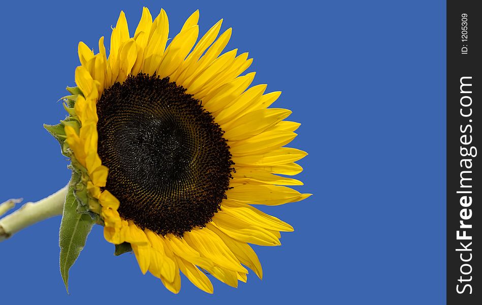 Photo of a Sunflower on a  Bjue Background