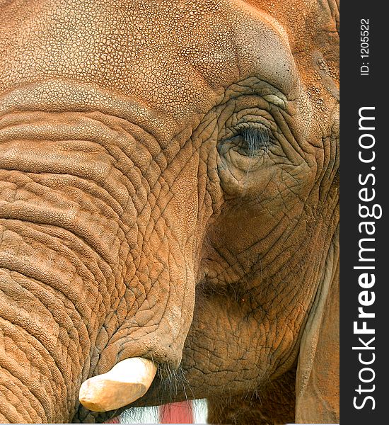 Elephant close up of face and eye