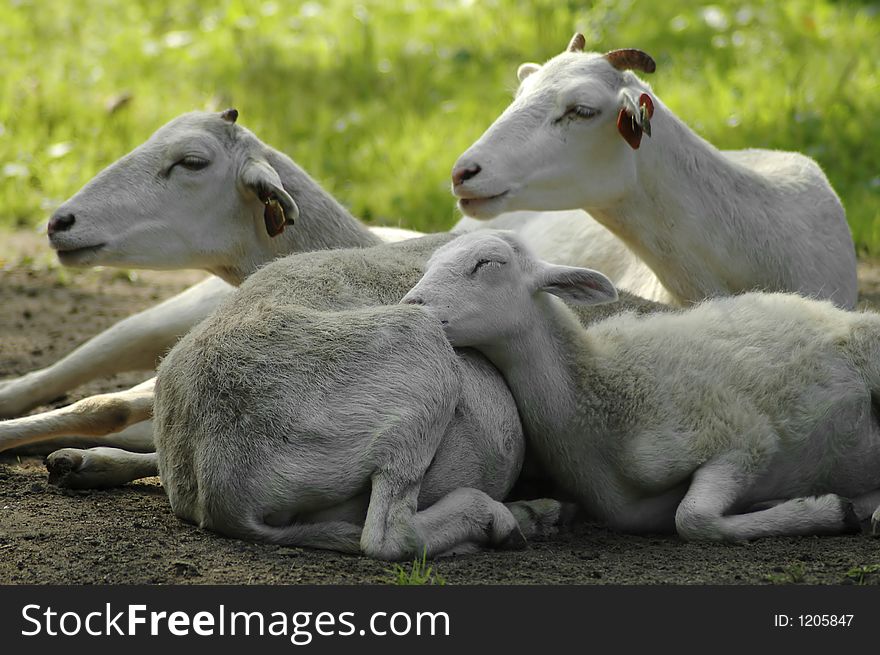 A family of Texas dal sheep huddle together on the ground. A family of Texas dal sheep huddle together on the ground.