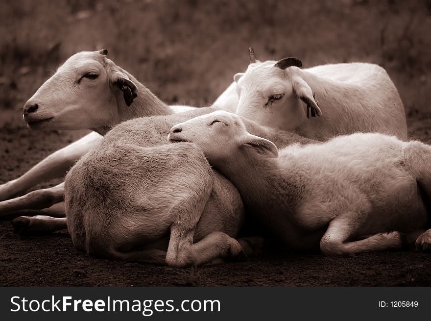 A sepia-toned photo of a family of Texas dall sheep huddle together on the ground. A sepia-toned photo of a family of Texas dall sheep huddle together on the ground.