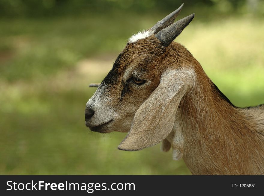 A profile of a pygmy goat.