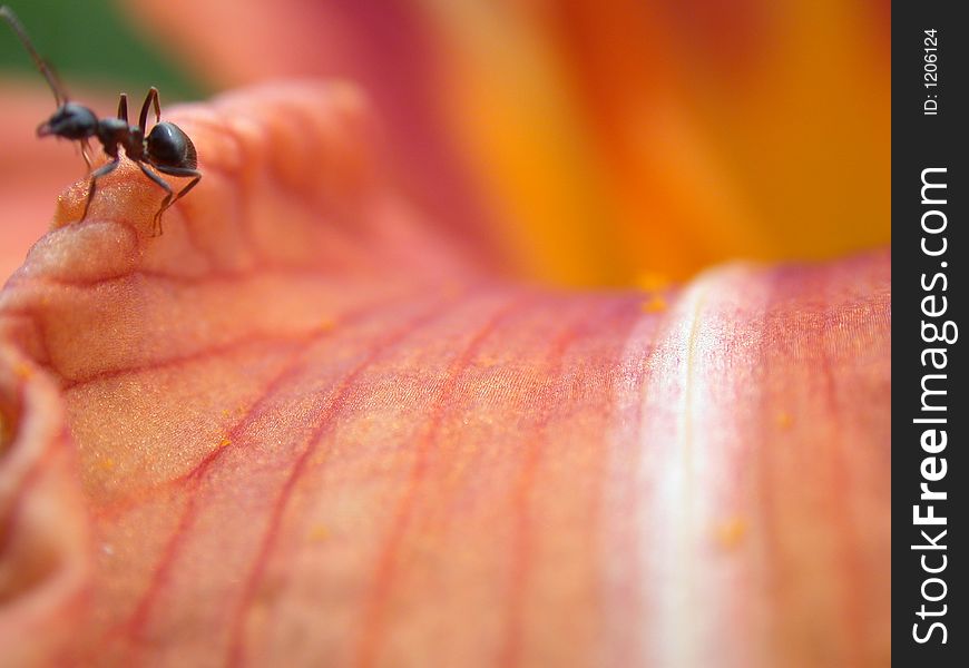 Petal To Lilies, Macro