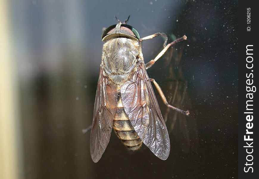 Fly sitting on glass, macro