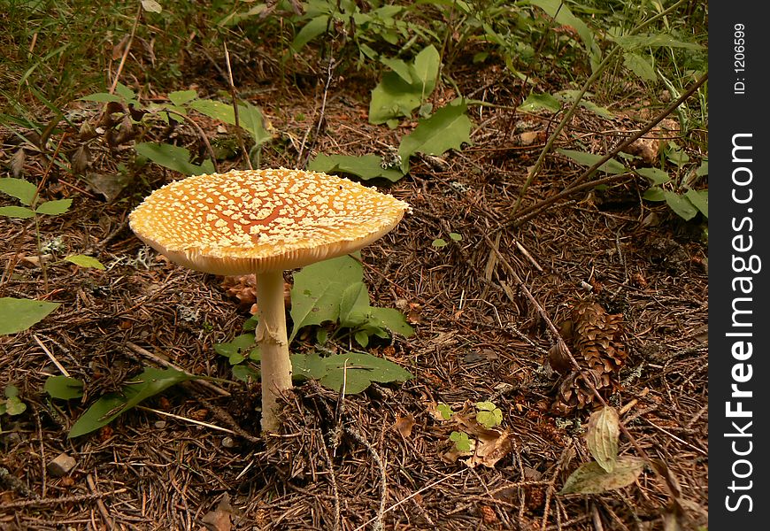 Beautiful amanita muscaria mushroom. Beautiful amanita muscaria mushroom
