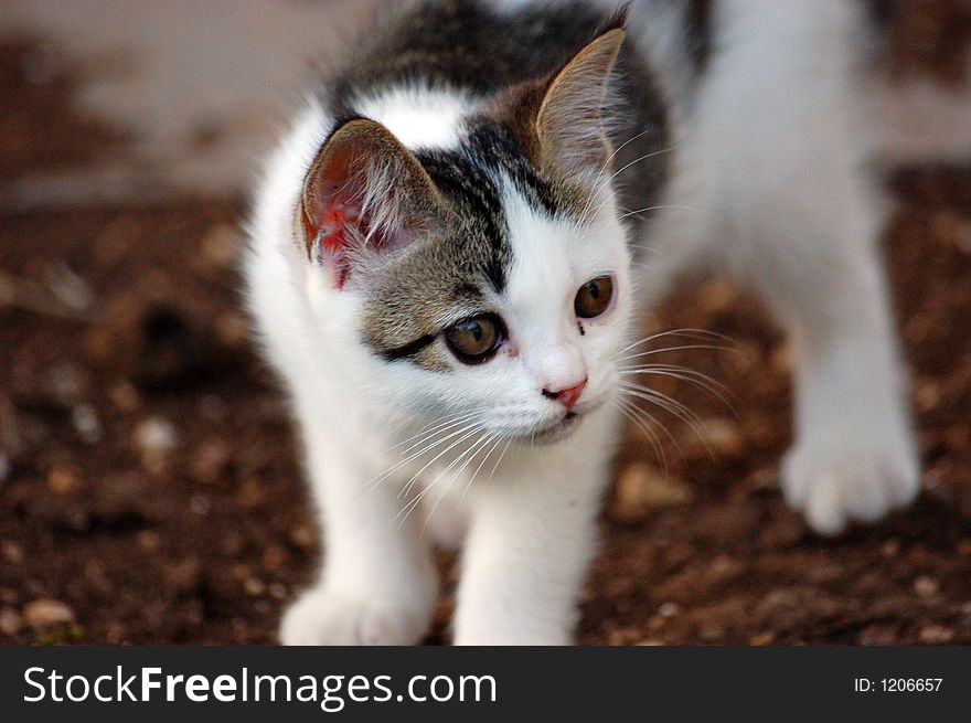 Young kitten pictured at the yard. Young kitten pictured at the yard.