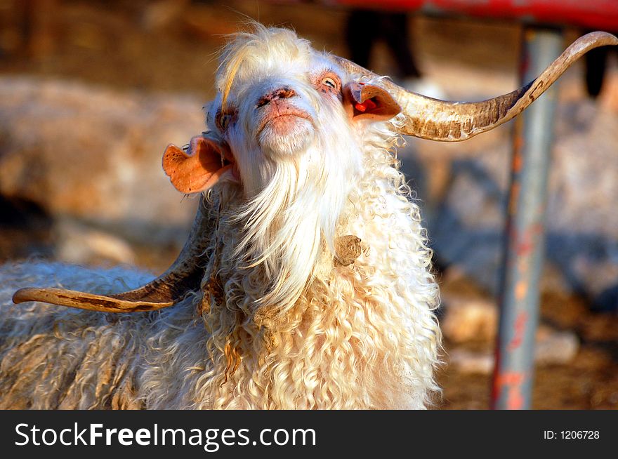 A funny looking goat pictured at the zoo. A funny looking goat pictured at the zoo.