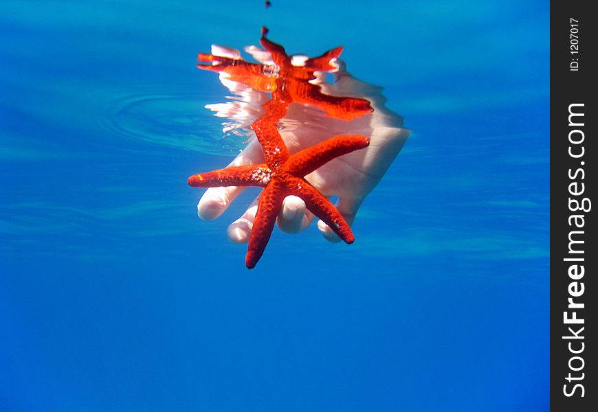 Hand holding a bright red starfish under the water surface with nice mirror effects