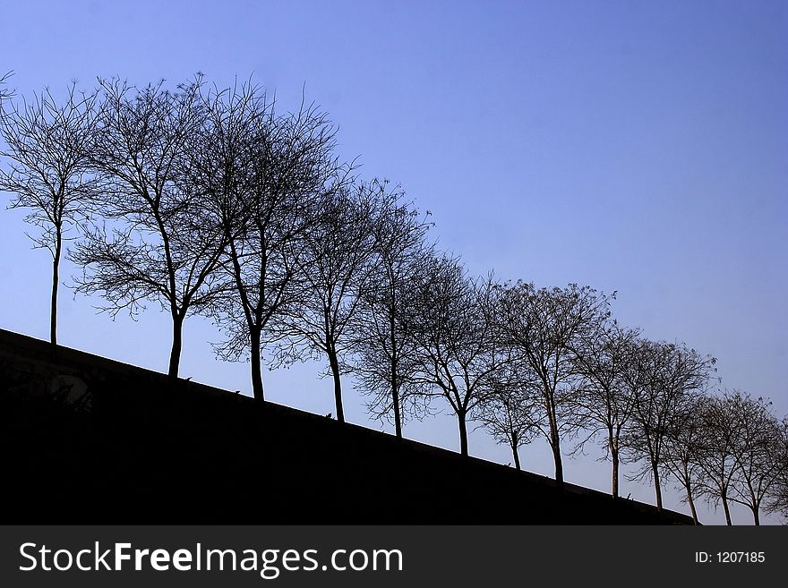 Trees silhouette at winter in row. Trees silhouette at winter in row.