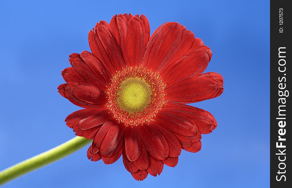 Photo of a Red Flower on a Blue Background