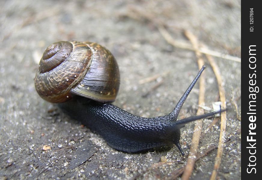 Black snail moviing from left to right