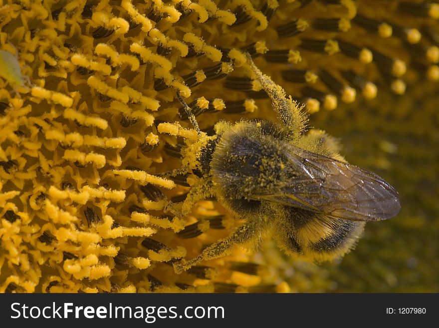 Humblebee, dust, in flower, worker,