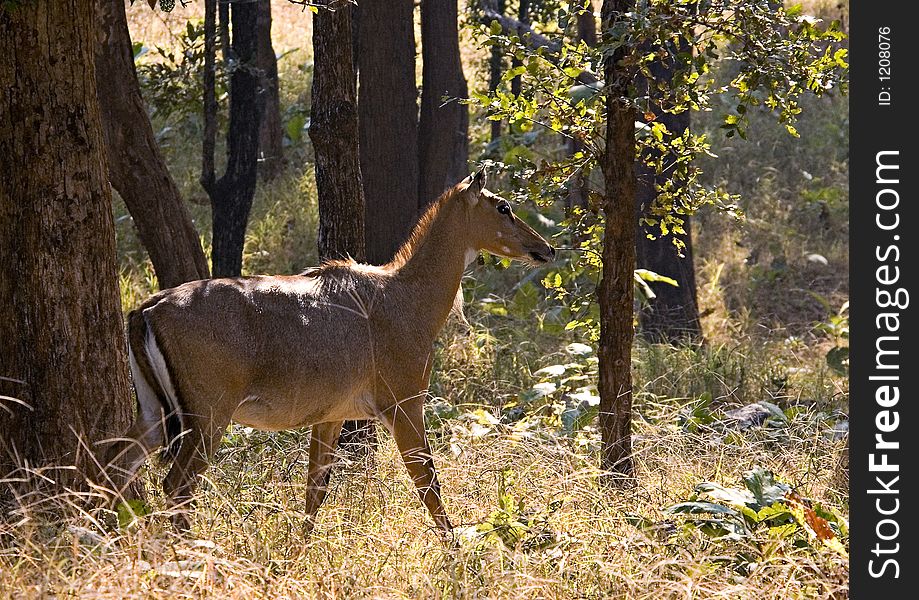 A female Nilgai or Bluebuck, India's largest antelope at a forest glade in Pench Tiger Reserve in India