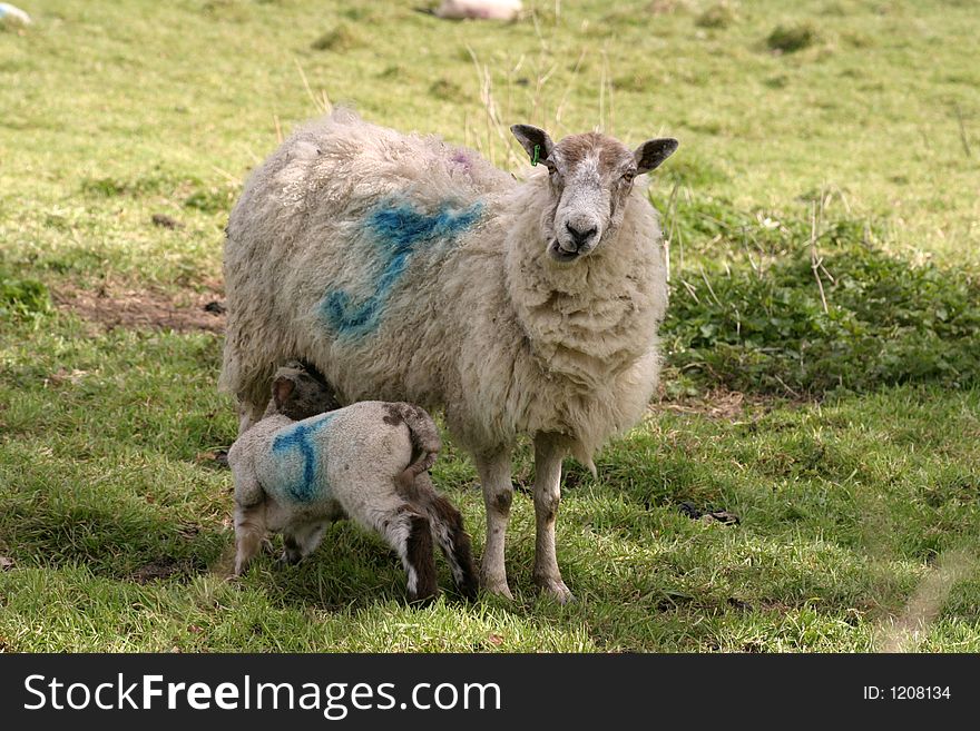 Sheep with one lamb feeding. Sheep with one lamb feeding