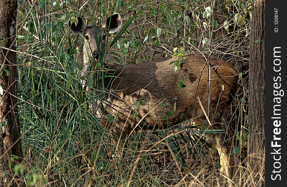 A Sambhar doe, India's largest deer, at a forest glade in Pench Tiger Reserve in India