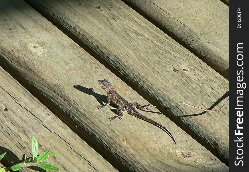 A bearded dragon on the look out