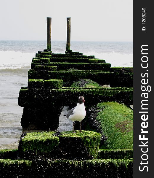 A Seagull Standing On A Old Pier. A Seagull Standing On A Old Pier