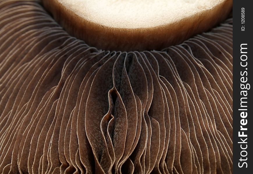 Close up of Mushroom gills