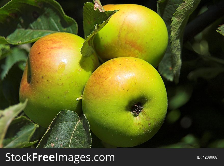 Three apples in the apple tree