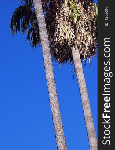 Looking up at palm trees and blue sky