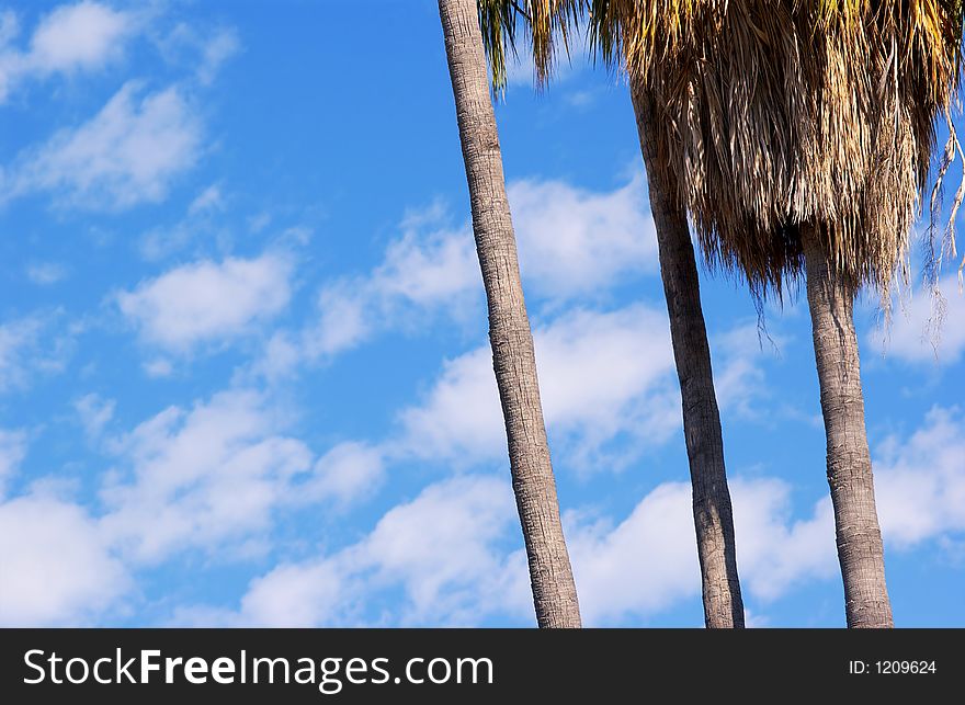 Looking up at palm trees and blue sky