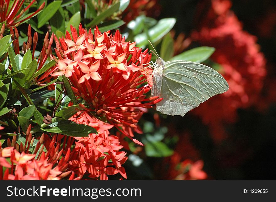 Green butterfly on red flowers. Green butterfly on red flowers